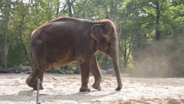 Слон — стокове відео