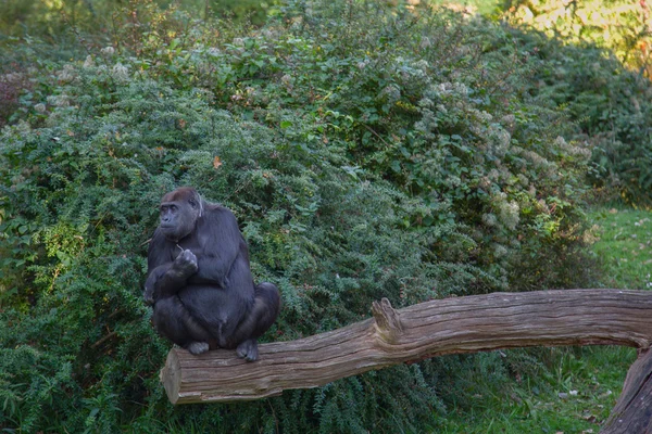 Gorila — Foto de Stock