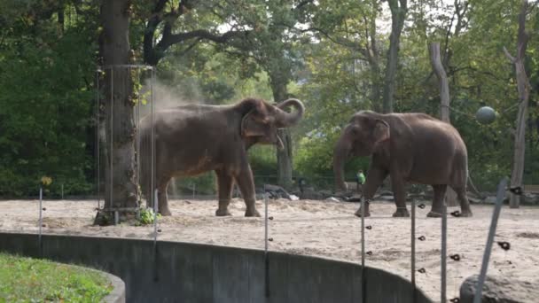 éléphant