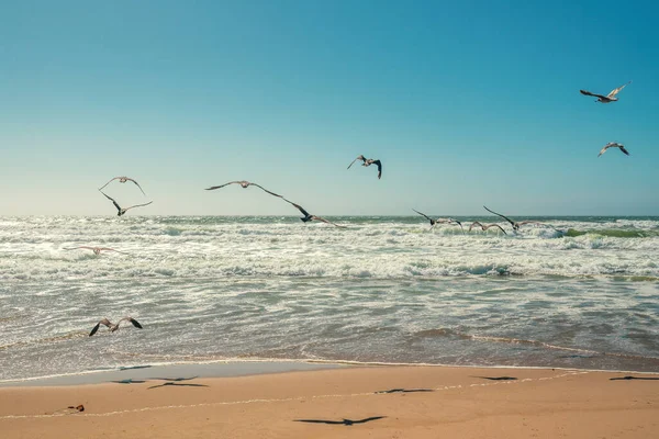 Αμμουδιά Και Σμήνος Γλάρων Που Πετούν Πάνω Από Θάλασσα — Φωτογραφία Αρχείου