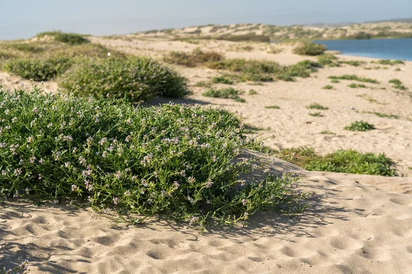 Sand beach and native plants, California Coastline