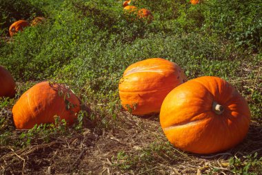 Parlak bir sonbahar gününde kabak tarlasında portakal kabakları