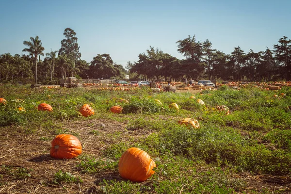 San Luis Obispo California Estados Unidos Octubre 2020 Parche Calabaza —  Fotos de Stock