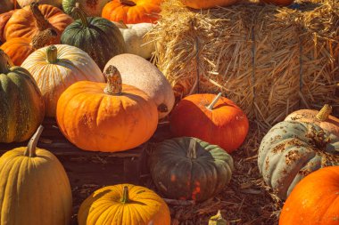 Bir çok farklı balkabağı yakın planda, parlak bir sonbahar günü, balkabağı tarlası