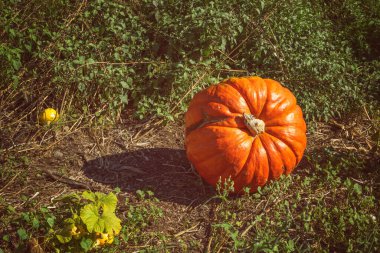 Taze olgun portakal kabağı kabak tarlasına yakın