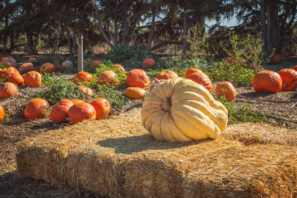 Calabazas Orgánicas Gigantes Mercado Agricultores Aire Libre —  Fotos de Stock