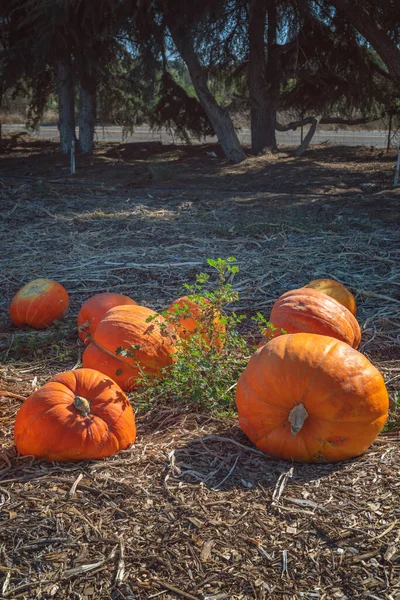 Campo Calabaza Con Calabazas Naranjas Maduras Día Soleado Otoño Bandera —  Fotos de Stock