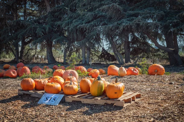 Citrouilles Orange Marché Fermier Extérieur Californie — Photo