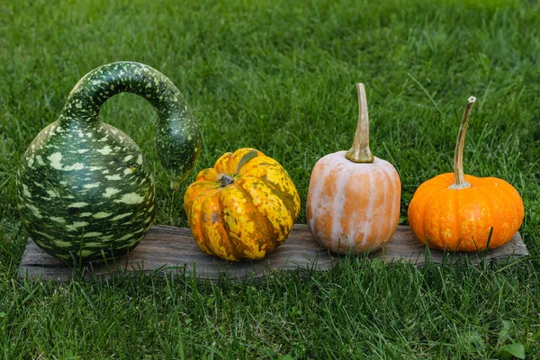 Calabazas Surtido Cisne Moteado Calabaza Korda Calabazas Amarillas Orgánicas Dulces —  Fotos de Stock