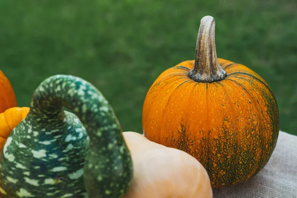 Calabaza Calabaza Cerca Fondo Natural —  Fotos de Stock