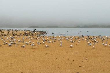 En az deniz kuşları ve pelikanlar, Guadalupe-Nipomo Dunes Ulusal Vahşi Yaşam rezervi, Kaliforniya