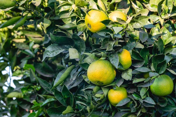 Naranjas Orgánicas Inmaduras Sobre Naranjos Jardín Naranjo Que Frutos Maduros —  Fotos de Stock