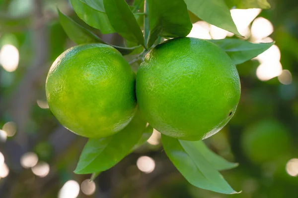 Naranjas Árbol Frutos Inmaduros Cierran Con Hermoso Fondo Borroso Suave —  Fotos de Stock