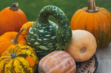 Farklı kabaklar ve kabaklar kırsal arka planda kapalı.