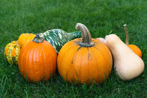 Calabazas Calabaza Cerca Hierba Jardín —  Fotos de Stock