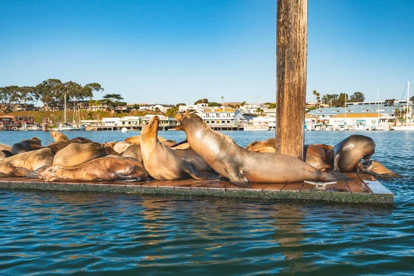 Ein Schwimmendes Dock Mit Seelöwen Mitten Hafen Von Morro Bay — Stockfoto