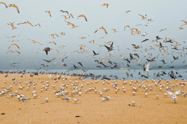 Sand Beach Flock Birds California Central Coast Great Colony Seabirds — Foto de Stock