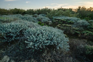 Oso Flaco Gölü Doğal alanı, Kaliforniya 'daki bitki ve hayvanları görmek için çeşitli doğal yaşam alanlarından geçin.