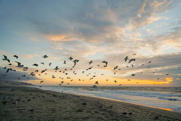 Sunset Beach Flock Flying Birds California Coastline — Stock Photo, Image