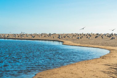 Kumsaldaki kuş sürüsü. Martılar, kumsal ve arka planda açık mavi gökyüzü. Güzel Kaliforniya Merkez Sahili