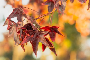 Sonbahar çiçekli arka plan. Güzel kırmızı yapraklı akçaağaç dalı