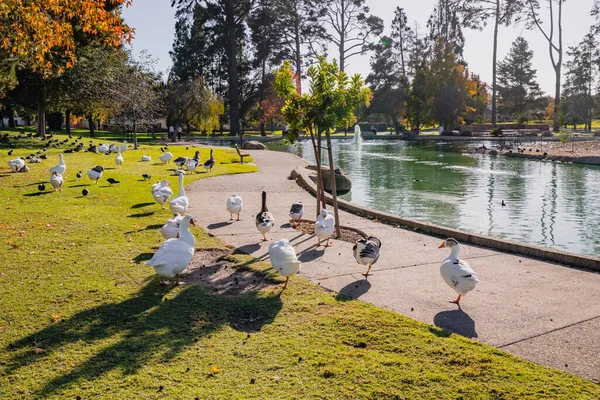 Městský Park Rybníkem Hejno Hus Kachen Kráčející Podél Pobřeží — Stock fotografie