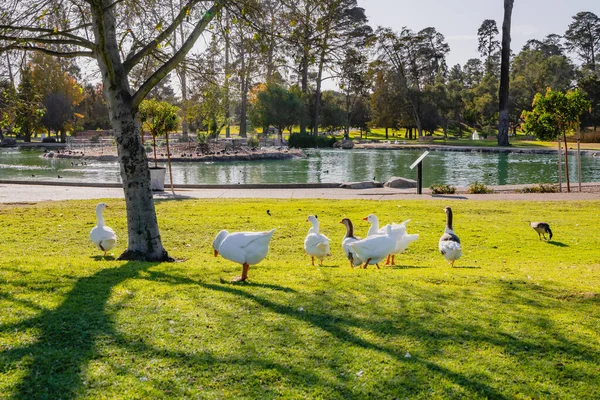 Rybník Městském Parku Husy Kráčející Trávě Jasném Slunečním Světle — Stock fotografie