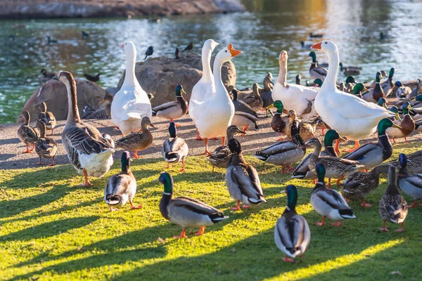 Enten Und Gänseschwarm Auf Der Wiese Teich Öffentlichen Stadtpark Sonnigem — Stockfoto