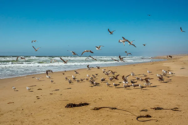 Madarak Gyülekezete Parton Nagy Sirályok Kolóniája Gudalupe Dunes Nemzeti Vadvédelmi — Stock Fotó