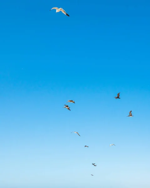 清澈的蓝天和鸟儿的轮廓 飞海鸥和鹈鹕 — 图库照片