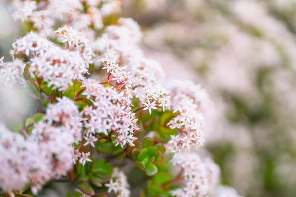 Floral background, beautiful Jade plants in bloom in the garden with soft bokeh on background