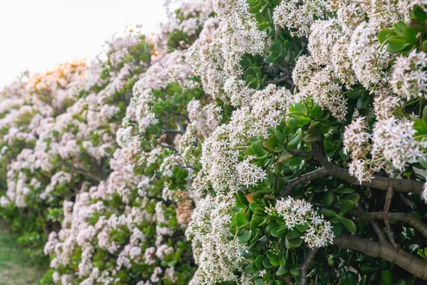 Jade plant in bloom. Close up of beautiful star-shaped white and pink small flowers of an evergreen Jade plant
