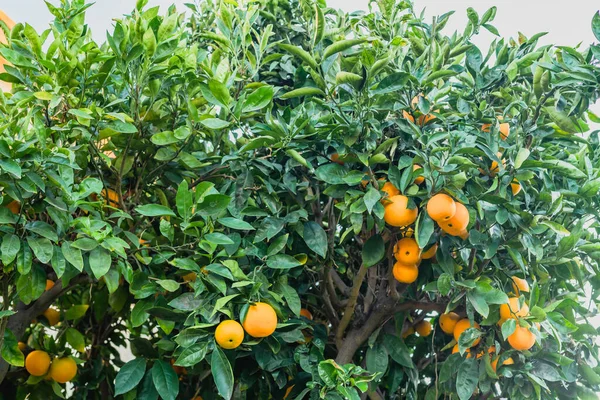 Naranjo Dando Frutos Maduros Cerca Jardín Cosecha Séson California —  Fotos de Stock