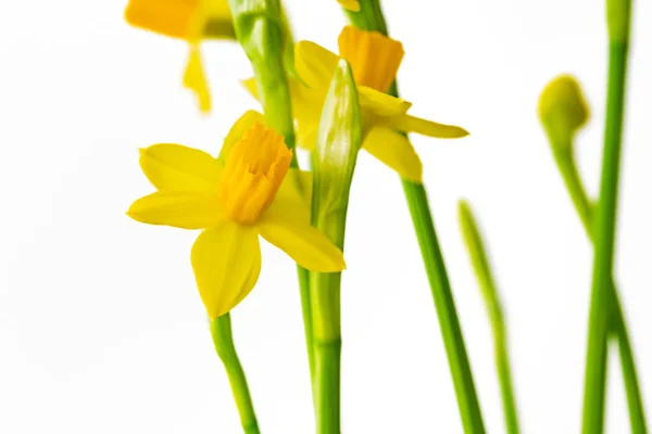 Floraler Hintergrund Blühende Mini Narzissen Nahaufnahme Auf Weißem Hintergrund — Stockfoto