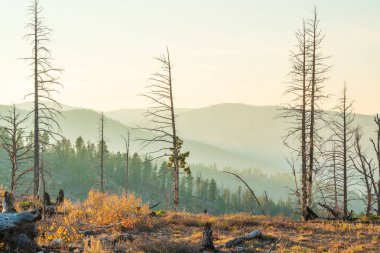 Charred and blackened forest after a fire. Bryce Canyon National Park, Utah