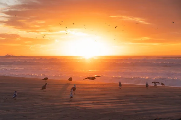 Pôr Sol Dourado Praia Silhueta Gaivotas Ondas Oceânicas Tempestuosas Céu — Fotografia de Stock