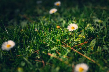 Green floral background with Common Daisy flowers, selective focus
