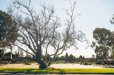 Empty student parking lot close to Santa Maria  college, California, during the temporary shut down due to Corona Virus Pandemic 2019