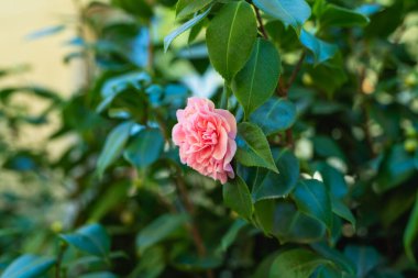 Bahçedeki yemyeşil bir çalı üzerinde pembe kamelya çiçeğinin (Japonica Camelia) başını kapat