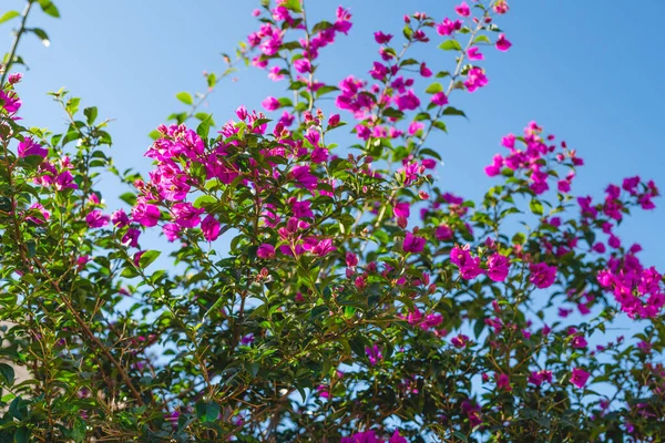 Bougainvillea Bloom Beautiful Magenta Flowers Clear Blue Sky Floral Background — Stock fotografie