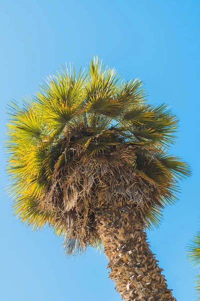 Palm Tree Clear Blue Sky Vertical Banner — Stock Photo, Image