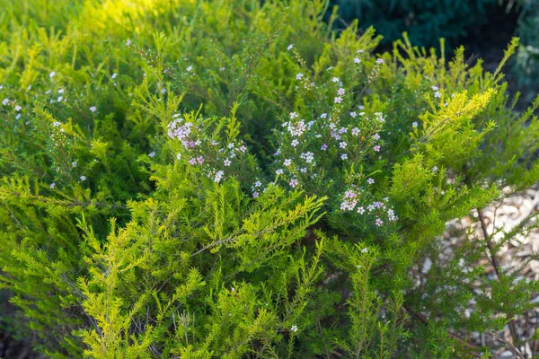 Cape May Plant Coleonema Album Ένας Ελκυστικός Αειθαλής Θάμνος Μικροσκοπικά — Φωτογραφία Αρχείου