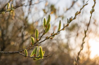 Bahar başında gün batımında genç yeşil böbreklerle söğüt ağacı dalı