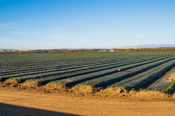 Erdbeerfeld Mit Jungen Pflanzen Sonnigen Tagen Santa Barbara County Kalifornien — Stockfoto