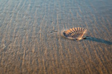 Sakin, soyut bir arka plan, gün batımında sahilde deniz kabuğu.