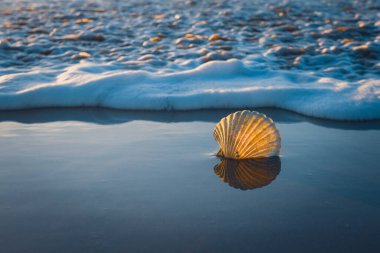 Gün batımında sahile yakın kumsalda deniz kabuğu. Sakin sahne, rahatlama, tatiller, doğa konsepti, kopyalama alanı