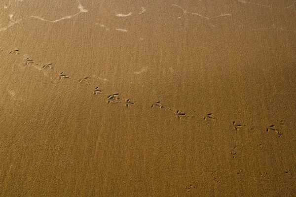 Pegadas Pássaros Areia Praia Pôr Sol Textura Fundo Abstrato — Fotografia de Stock