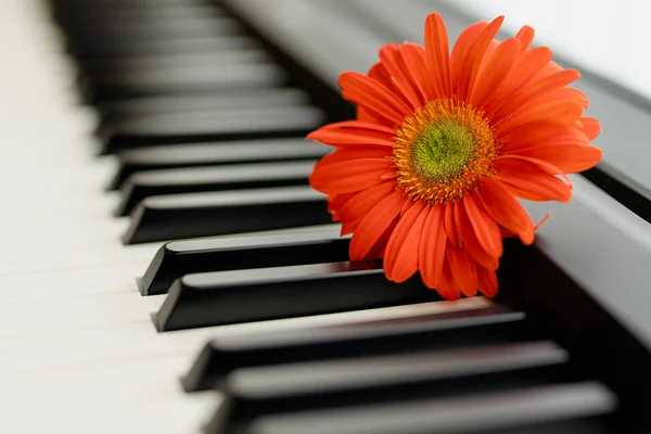 Rote Blume Auf Klaviertastatur Nahaufnahme Leerraum Kopieren — Stockfoto