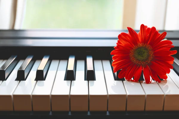 Rote Gerbera Auf Einer Klaviertastatur Offenen Fenster — Stockfoto