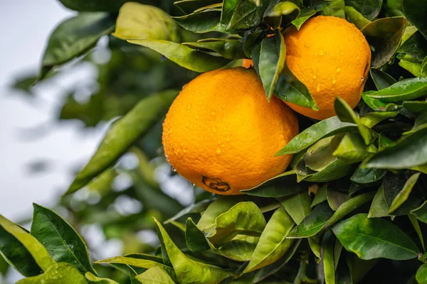 Naranjas Árbol Con Gotas Agua Después Lluvia Vista Cerca Con —  Fotos de Stock